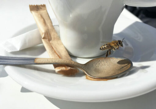 La cafeína aumenta las defensas de las abejas de la miel contra los patógenos bacterianos