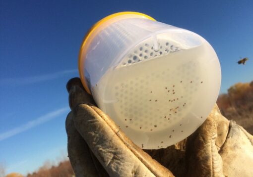 Herramienta de monitorización para el apicultor: Varroa EasyCheck