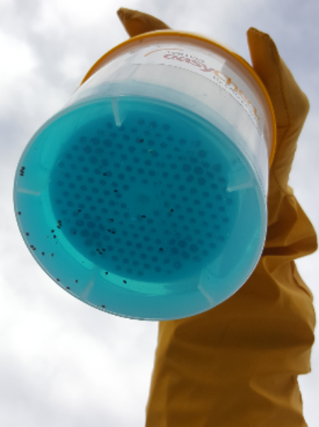 Monitoring varroa mites with Varroa EasyCheck (alcohol wash)
