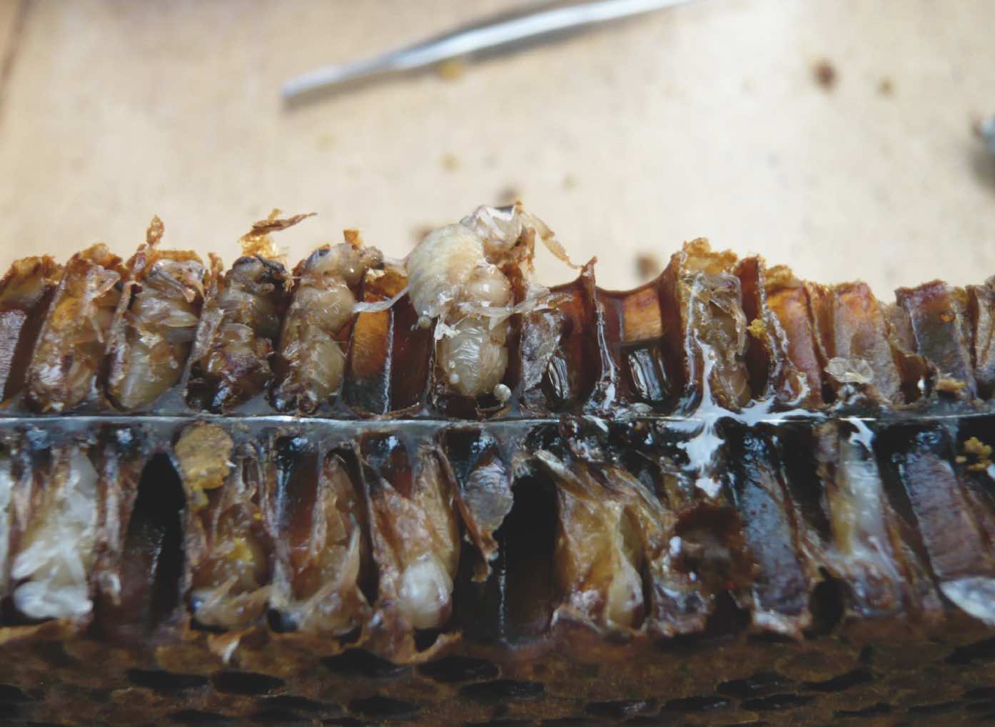 Desoperculation couvain mâles