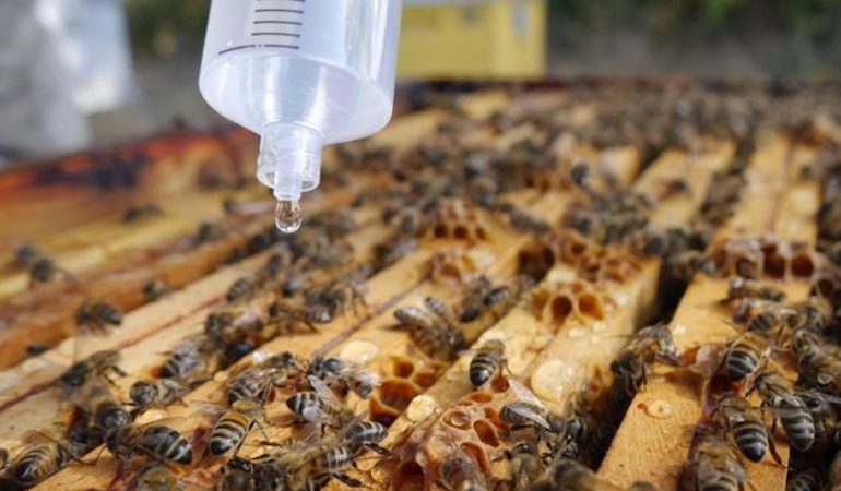 Notre traitement à l'acide oxalique contre le varroa - Le rucher des trois  vergers