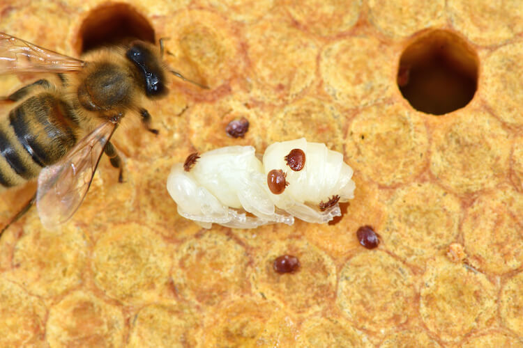 resistance bioassay varroa