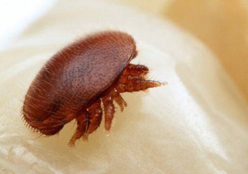 Véto-pharma is in search of the varroa treatments of the future