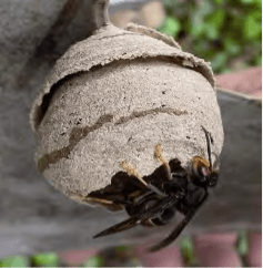 nido de avispa asiática