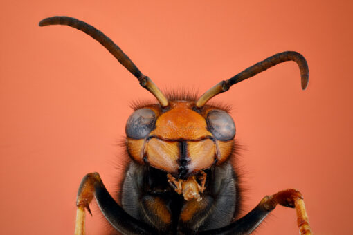 Guardians of the Apiary: Trapping the Yellow-legged Hornet Effectively