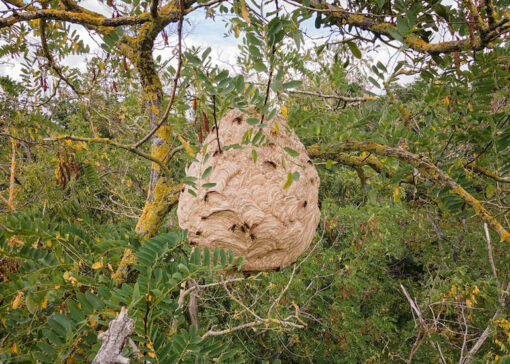 Spot, Approach, Destroy: Dealing with Yellow-legged hornet Nests
