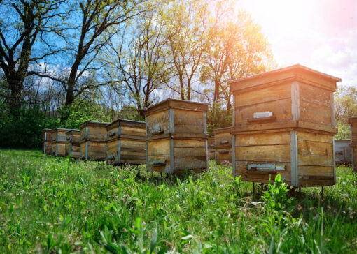 Renforcer la santé de vos ruches au printemps : Conseils pour les apiculteurs