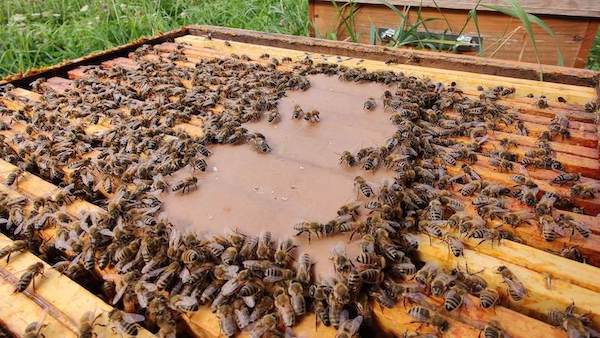 Pâte protéinée abeille