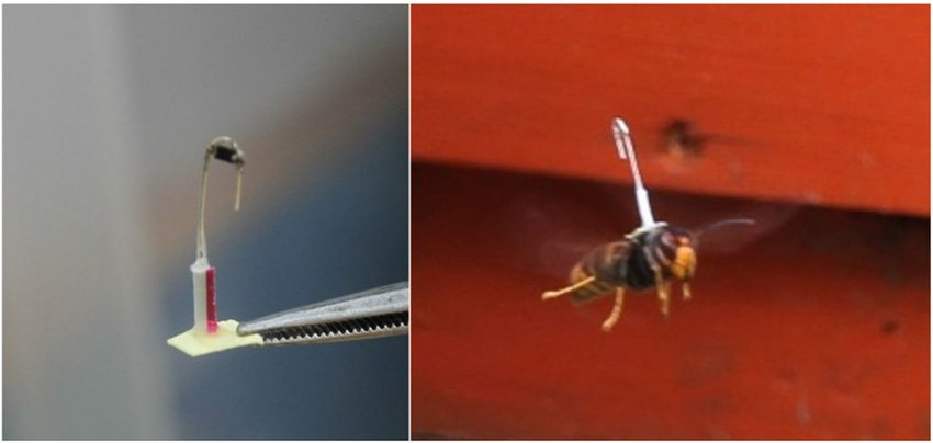 Electronic marker Yellow legged hornet