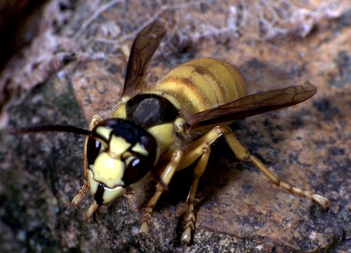 Vespa Bicolor