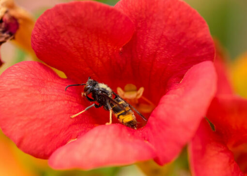 Colmena bajo asedio: La creciente amenaza de los avispones a las colonias de abejas