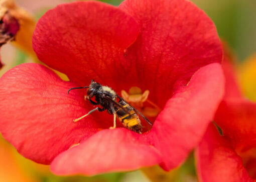 Hive Under Siege: The Growing Threat of Hornets to Bee Colonies