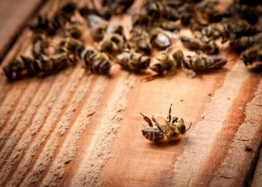 Caso clínico: Pérdidas de colmenas de abejas debido a causas multifactoriales