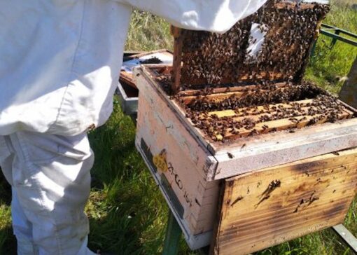 APIStrips: Hallazgos significativos sobre residuos acaricidas en la apicultura