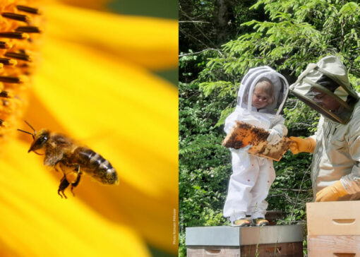 Véto-pharma amateur photo contest 2024 edition “Let’s value the honey bee and apiculture”