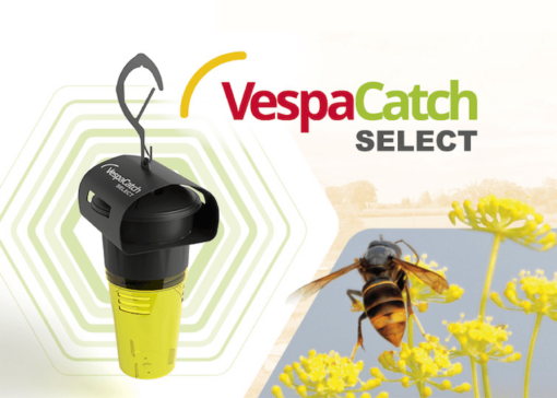VespaCatch Select : Nouveau piège sélectif pour le frelon asiatique