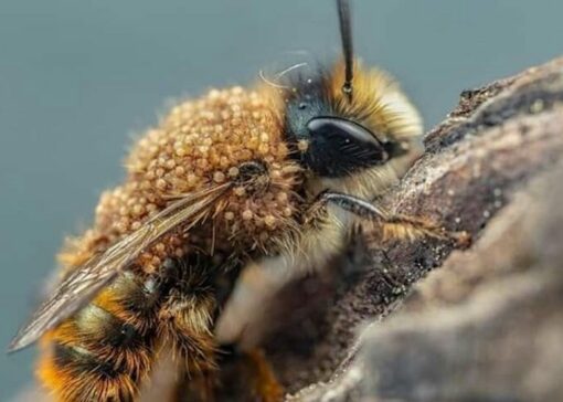 Mellitiphis alvearius ou “Acarien du pollen” : une nouvelle menace ?