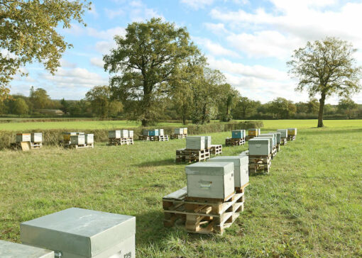 The Véto-pharma apiary celebrates its tenth anniversary: A decade of innovation and commitment