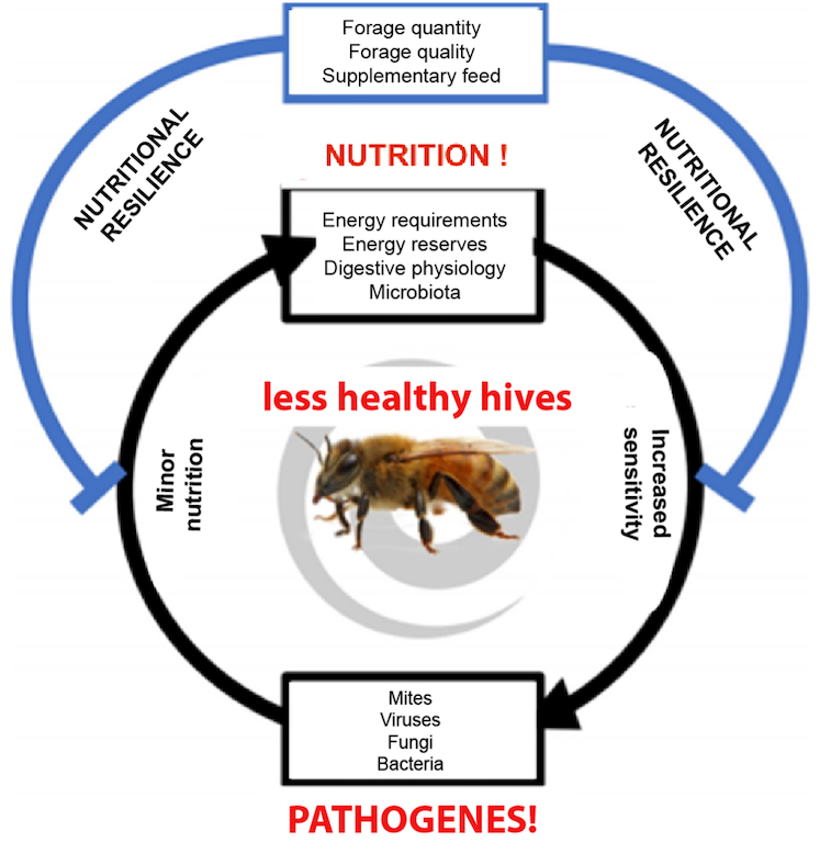 Honey bees: The Domino Effect of Poor Nutrition - Veto Pharma Blog