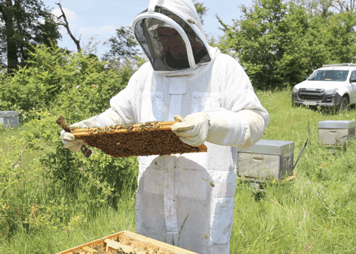 Discover Véto-pharma’s Beekeeping Tips and Tricks