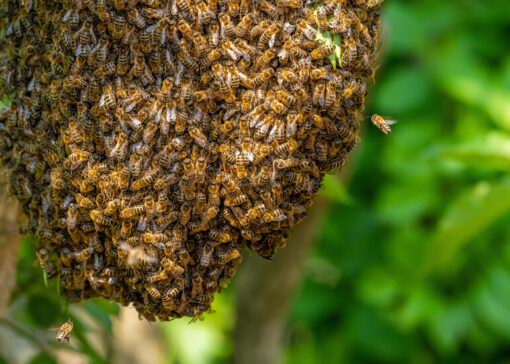 Swarm Management in Spring
