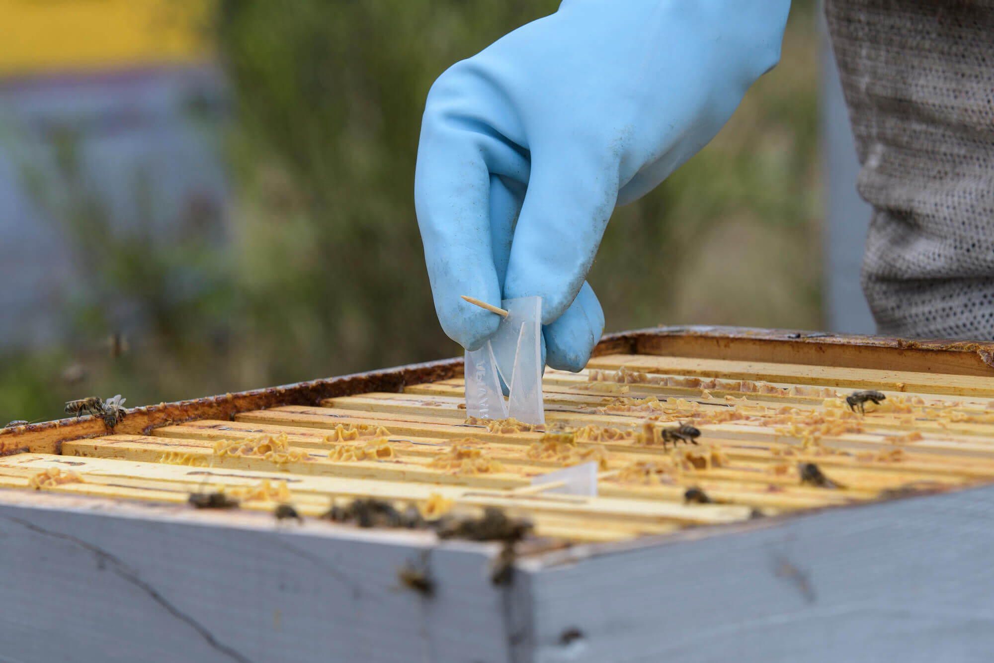 Traitement Varroa : Nouveaux formats Apivar® et nouvelle pré-découpe