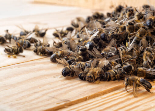 What‘s driving the US bee colony losses?