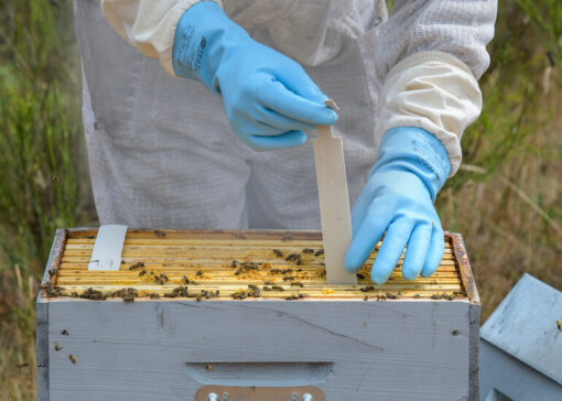 Apivar 2.0: Quicker action against varroa mites, with less amitraz