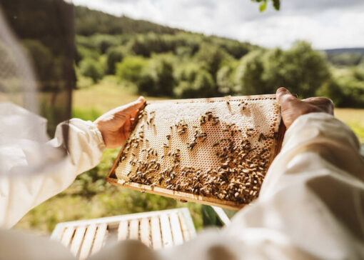 Adjust your treatment calendar depending on the season and honey flows