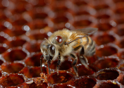 Case study: A Failed Late Summer Varroa Treatment?