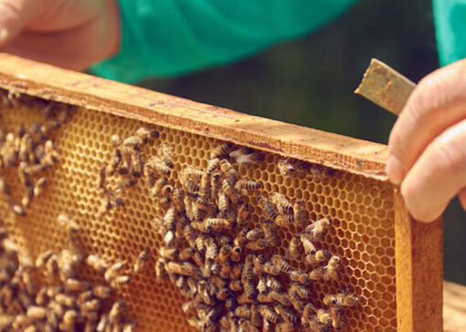 Caso clínico n.° 1 :  Comprender una reinfestación rápida de varroa después de un tratamiento a base de amitraz