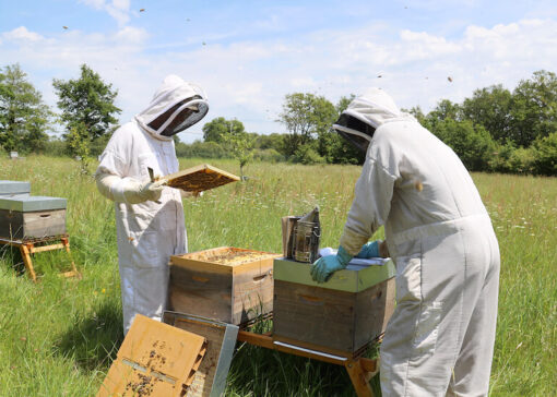 Les coulisses du rucher expérimental Véto-pharma 