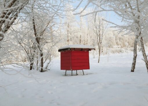 Preparar el invierno : Las claves para garantizar la supervivencia de las colonias de abejas