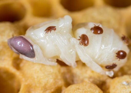 Case No. 3: Trickling Oxalic Acid in summer – implications of a “failed” treatment