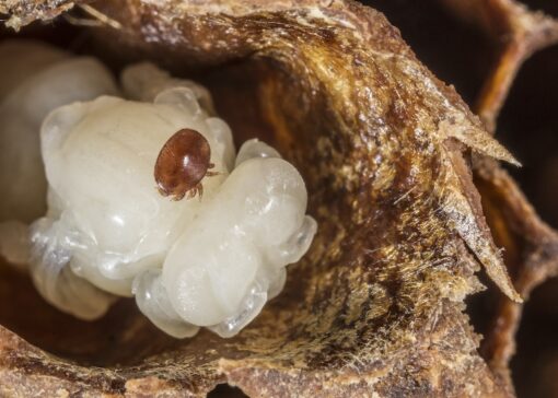 Strong colony, varroa infestation relationship?