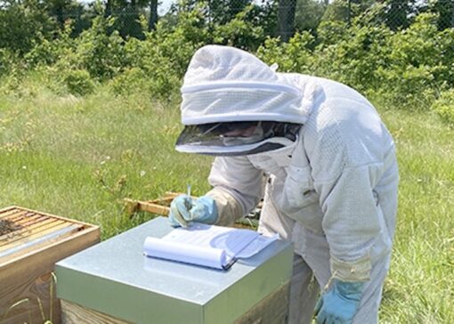 Un equipo, 400 colmenas, una misión: innovar para la salud de las abejas