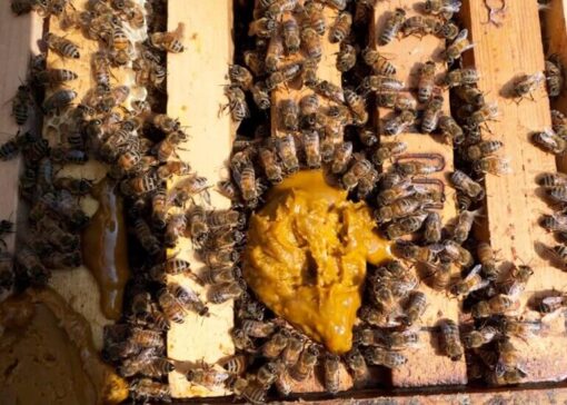 The one supplement queen breeders swear by and the science that explains why