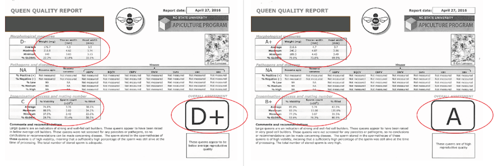 The influence of protein supplementation on queen quality