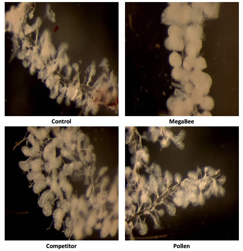 Quality of hypopharyngeal glands with pollen, megabee and another protein supplement