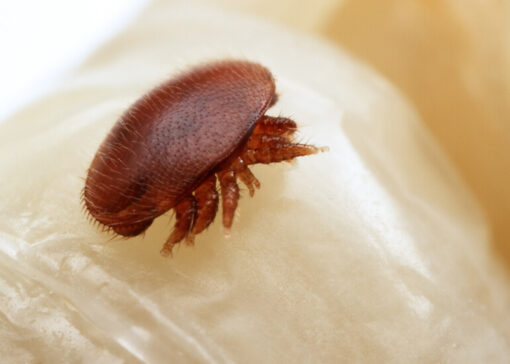 Gestion du Varroa : biologie et cas concrets pour mieux protéger vos colonies