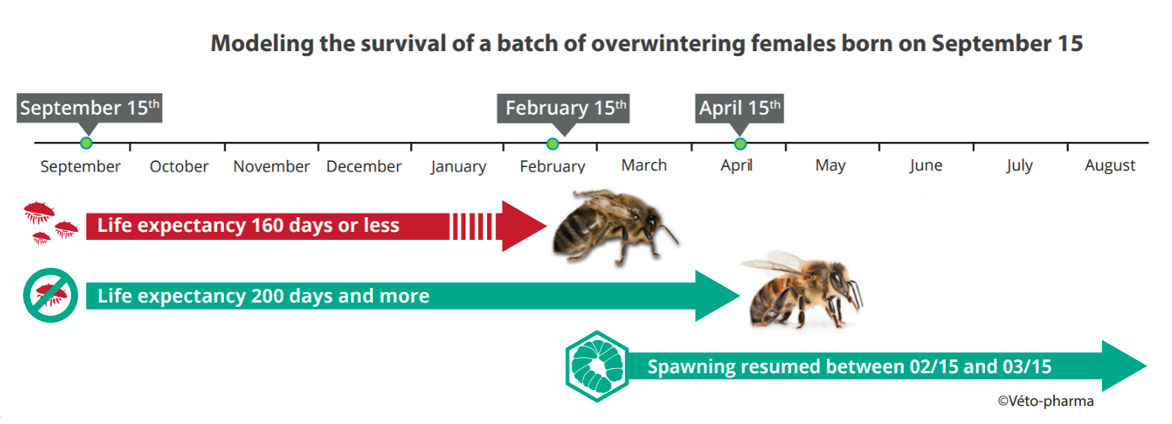 The Importance of Winter Bees