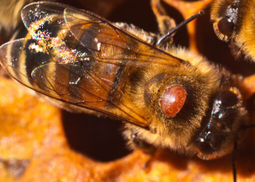 Traitement varroa en fin d'été : le protocole en deux temps pour sauver vos colonies