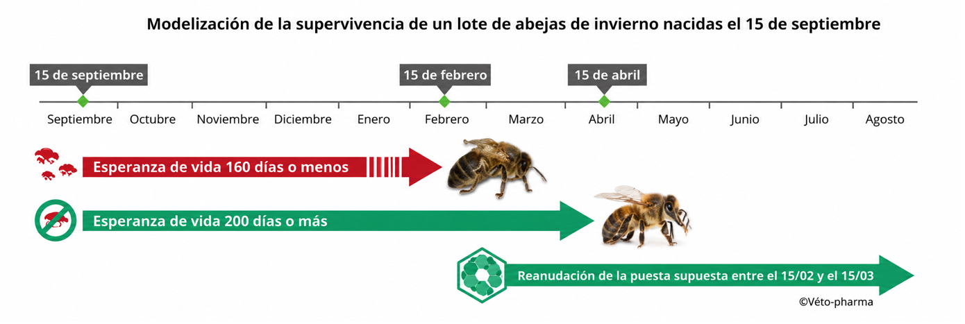 La importancia de las abejas de invierno – La esperanza de vida media se estima entre 160 y 200 días. Esta variación determina la fortaleza de las colonias en la primavera siguiente e incluso su supervivencia.