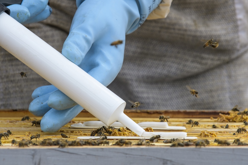 Close-up of Amiflex applicator depositing gel on wooden sticks in a beehive