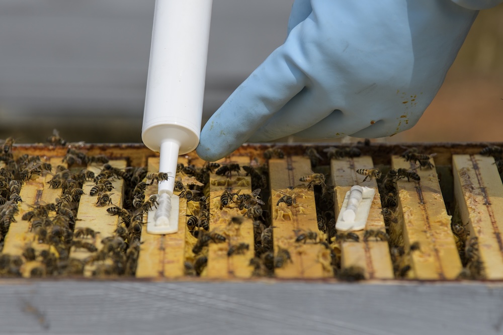 Beekeeper applying Amiflex gel with dosing gun on brood frame for Varroa treatment