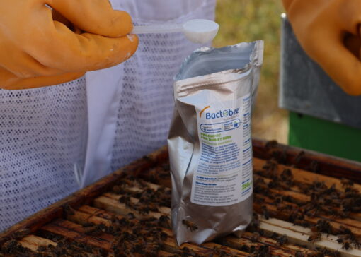 Tiny Bacteria, Big Impact: Pediococcus acidilactici and Honey Bee Health