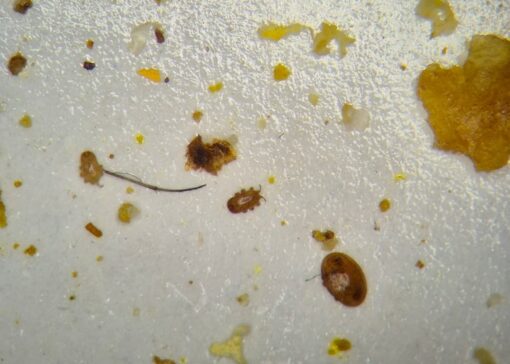 Tropilaelaps: can the mite travel with a swarm?