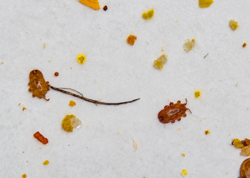 Tropilaelaps: can the mite travel with a swarm?