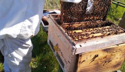 APIStrips: Hallazgos significativos sobre residuos acaricidas en la apicultura