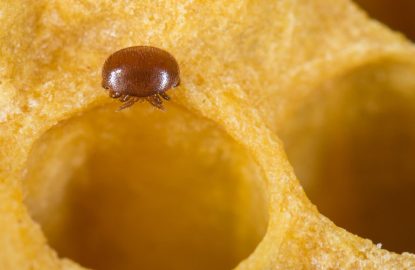 Varroamilbe (Varroa destructor) an einer Wabe im Bienenstock der Biene (Apis mellifera)